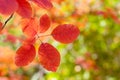 Red leaves hanging on the tree Royalty Free Stock Photo