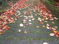 Red Leaves at Heusenstamm in Germany