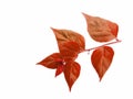 Red leaves isolated white background. Royalty Free Stock Photo