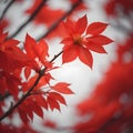 Red leaves of a Japanese maple, Acer palmatum, close-up. generative ai