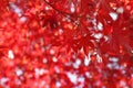 Red leaves of Japanese maple Royalty Free Stock Photo