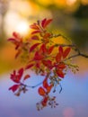 Red leaves of Japanese maple tree