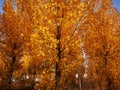 Red leaves are like fire in the forest in fall