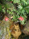 Red Leaves Mapel in Nation Park of Thailand.