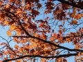 Red maple (Acer rubrum) emerging red tinged in early spring with blue sky in background