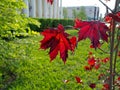 Red leaves of a maple on a background of delicate spring greens