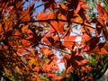 Red leaves of the maple glow in the rays of the sun. Japanese maple tree in the autumn. Bottom view Royalty Free Stock Photo