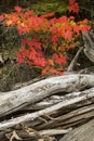 Red leaves of a maple tree and driftwood logs. Royalty Free Stock Photo