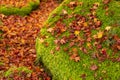 Red leaves of maple tree fallen above fresh little green leaves of moss on the stone, closeup and selective focus image Royalty Free Stock Photo