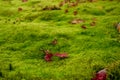 Red leaves of maple tree fallen above fresh smooth little green leaves of moss on the stone, closeup and selective focus image Royalty Free Stock Photo