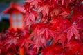 Red Leaves momiji of Acer Palmatum red emperor maple, palmate Royalty Free Stock Photo