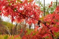 The red leaves in the morning Royalty Free Stock Photo