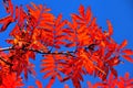 Red leaves on a mountain ash Royalty Free Stock Photo