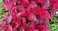 Red leaves of Coleus atropurpureus Royalty Free Stock Photo