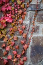 Red leaves of parthenocissus tricuspidata veitchii growing on a medieval wall background. Virginia creeper, five-leaved ivy, Royalty Free Stock Photo