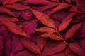 Red leaves pattern background, Natural background and wallpapergreen