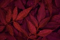 Red leaves pattern background, Natural background and wallpapergreen