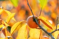 Red leaves of persimmon tree and its fruit. Royalty Free Stock Photo