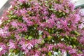 Red leaves and pink flowers of Loropetalum Chinese Fringe shrub plant during blossom season