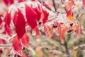 Red leaves and plant buds are frozen into beautiful iciles Royalty Free Stock Photo