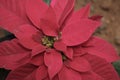 Red leaves plant nice rich colour