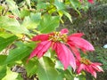 red leaves of Poinsettia Royalty Free Stock Photo