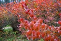 Red leaves in the rain, autumn in the arboretum Royalty Free Stock Photo