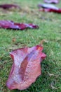 Red leaves with rain drop on green grass background.  Autumn nature. Nature close up. Beautiful flora concept. Royalty Free Stock Photo