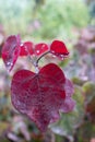 Red leaves with raindrops