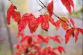 The red leaves with rime Royalty Free Stock Photo