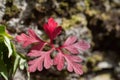 red leaves of Robert\'s geranium (Geranium robertianum) close-up Royalty Free Stock Photo
