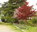 Red leaves and Sakura at the Same Time. Royalty Free Stock Photo