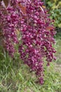 Red leaves and seeds of the plant Royalty Free Stock Photo