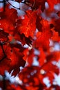 Red Leaves Shimmering in the Sun. Autumn Layout.