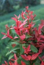 The red leaves of the red shoot plant or its scientific name is Syzygium myrtifolium Royalty Free Stock Photo