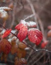 Red leaves on snowy mountain