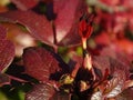 Red leaves, stems, flowers