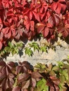 Red leaves at the top and green leaves at the bottom of the background image. Leaves of wild grapes in autumn on the wall in sunny