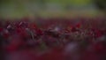 Red Leaves topple to the ground as Winter Looms