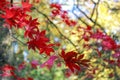Red leaves tree in Autumn with a bright background Royalty Free Stock Photo