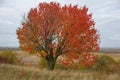 Red leaves on the tree in autumn,One tree in the field in autumn in red leaves