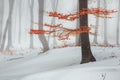 Red leaves tree in winter foggy forest. Snow covered woods