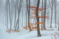 Red leaves tree in winter foggy forest. Snow covered woods