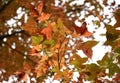 Red Leaves on Tree in Yuen Long Hong Kong