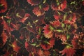 Red Leaves of Tropical Ornamental Plants as Background