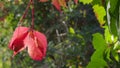 Red leaves of Virginia creeper bush sway in wind