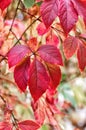 Red leaves of Virginia liana Parthenocissus quinquefolia close up. Beautiful autumn background. Selective focus Royalty Free Stock Photo