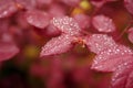 Red Leaves with Water Droplets Royalty Free Stock Photo