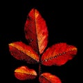 Red leaves with water drops on them Royalty Free Stock Photo