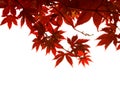 Red leaves on white background